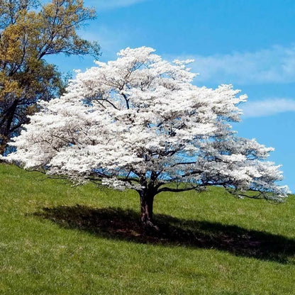 White Dogwood Flowering Tree Live Plant in 4" Pot, Bare Root to CA