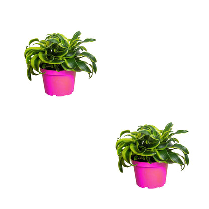 2 Pack Dracaena 'Tornado' in 6in Pot - Live Plants Tropical Houseplants | Variegated | USA Growers | The Snobby Leaf
