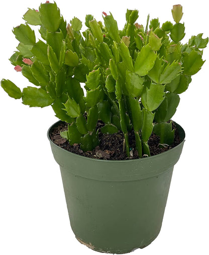 Red Christmas Cactus Plant - Zygocactus - 6" Pot