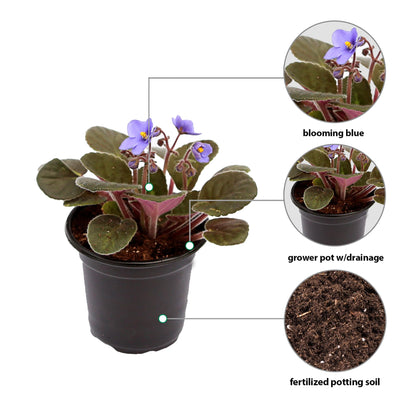 Live Combo 4 Plants African Violets, Blooming Plant, Plant Lover Gift, Housewarming Gift, Birthday Gift, Floral Arrangements, Thank You Gift in 4" Pots
