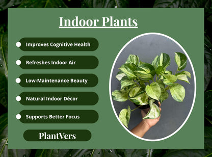 PLANTVERS Manjula Pothos in 4" Decorative Pot – Live Variegated Pothos Plant – Easy Care Indoor Houseplant – Air Purifying Low Maintenance Plant for Home or Office Décor
