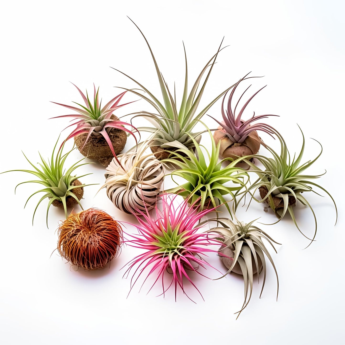 Air Plants Live | Air Plants Variety Pack Live | Available in Packs of 2, 4, 6, 8, 10, &12 | Tillandsia Live Plants | 1-5 inches | CA Seller (Pack of 8 Air Plants)