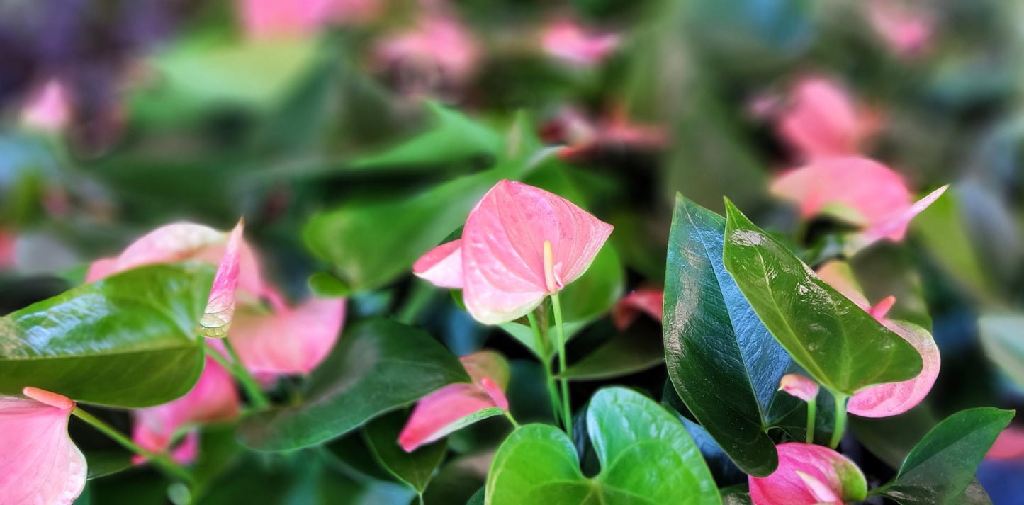 Rare Anthurium Pink Live Plant in 4-Inch Pot - Anthurium Flamingo Flower Plant - Exotic Flamingo Plant for Home or Office by 3exoticgreen
