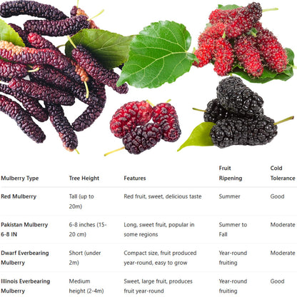 Dwarf Everbearing Mulberry Trees 6-8 Inches Tall Starter Plants - Edible Mulberries Fruit to Grow Outdoor - Sweet Mulberry Plants Live for Planting