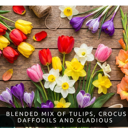 Complete Spring Flower Garden | 50 Fresh Bulbs | Bloom All Spring and Summer | Easy to Grow Flower Bulb, Indoor/Outdoor | Tulips, Daffodils, Crocus, Gladiolus - Living Gift