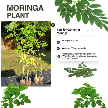 1 Moringa Tree Live Plant, 6-8 Inc Moringa Plants Live, Drumstick Horseradish Tree, Herb Malunggay Plants for Planting, No Pot