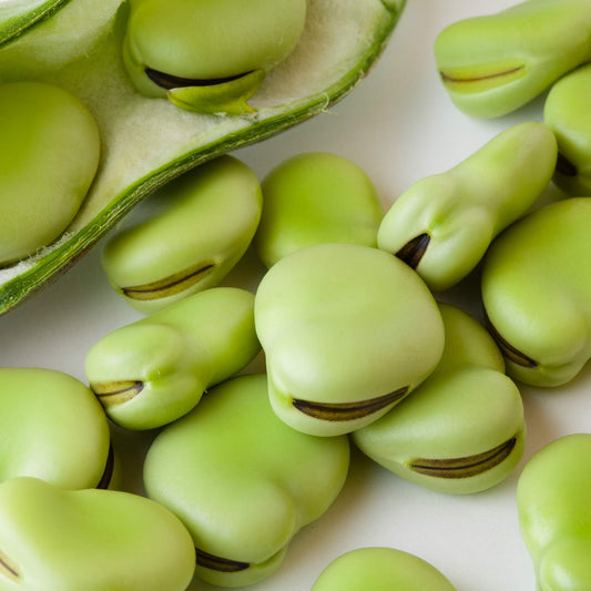Fava Bean Seeds – Aquadulce, 1 Lb (~240 Seeds) – Vicia faba – Non-GMO, Heirloom, Open Pollinated – Annual Crop for Farm, Home & Garden Vegetable Gardening – Ideal for Microgreens Farm, & Home Growing