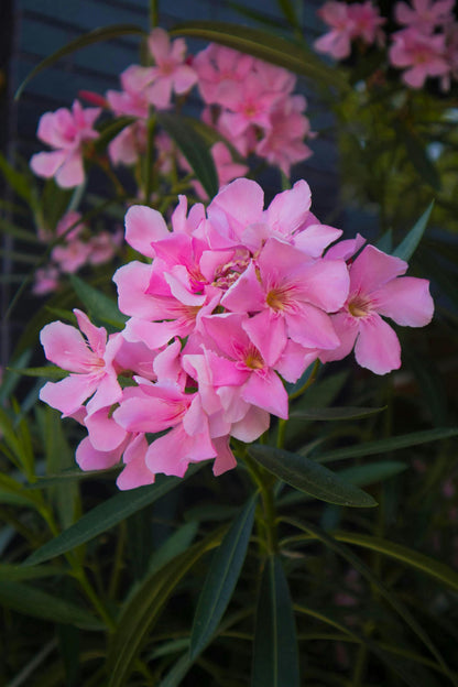 Pink Oleander Plants Pack of 3 - Live Nerium Oleander Plants for Sale 6-8" Tall, Evergreen Flowering Shrub, Container & Ground Friendly, Drought Tolerant, Year-Round Blooms