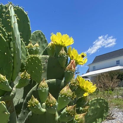 Creation Cultivated - Live "Spineless Prickly Pear Cactus" - Opuntia cacanapa "Ellisiana" (1 PAD Cutting) / Winter Hardy Cactus - USDA Zone 6 / Unrooted Freshly Cut Cactus Pads / Tortoise Food