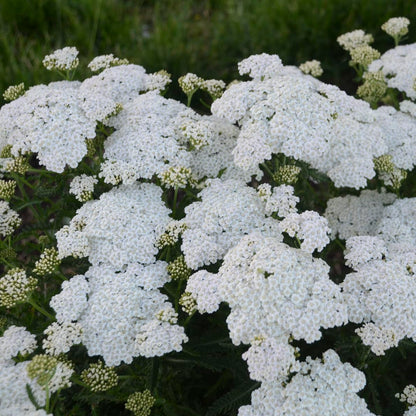 Live Plant from Green Promise Farms - Proven Winners, Achillea x 'Firefly Diamond' Yarrow, White Flowers - #1 Gallon Size Container