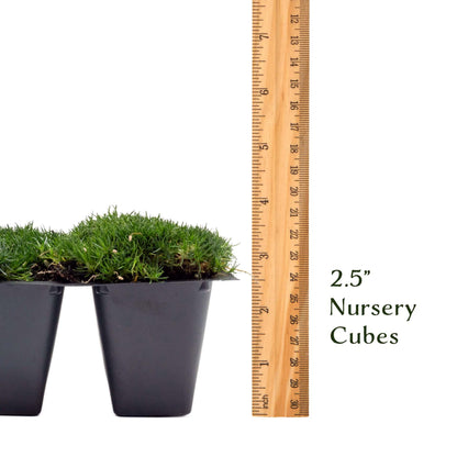 3 Irish Moss – Soft Evergreen Mossy Groundcover with White Spring Flowers for Rock Gardens & Pathways (Sagina subulata) in 2.5″ Cubes, Live Plants