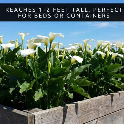 3 White Calla Lily Bulbs for Planting – Large, Healthy Bulbs for Beautiful Garden Flowers, Easy-to-Grow Perennials for Outdoor Beds, Containers, and Elegant Home Landscaping