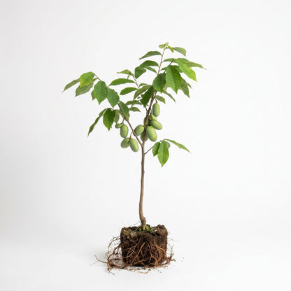 Paw Paw Tree Live Plant 6–12″ Tall, Hardy Paw Paw Plant, Sweet Pawpaw Tree for Outdoor or Container Growing
