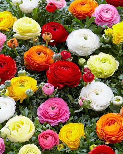 White French Peony Ranunculus - 12 Largest Size Corms, Premium Bulbs for Growing Flowers, Stunning White Blooms, Ideal for Garden Beds, Perfect for Spring Planting