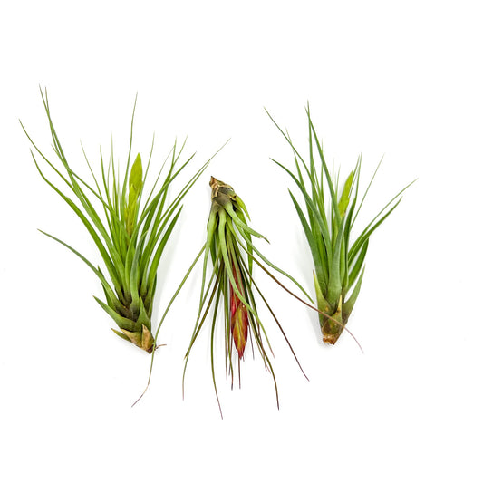 Air Plants - Flowering Tillandsia Melanocrater Tricolor, Large 5" - 3ct - Live Arrival Guaranteed - House Plants for Home Decor & Gift