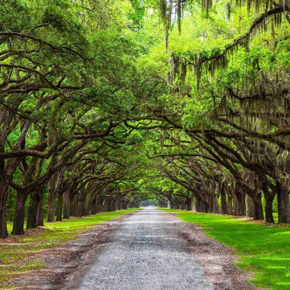 Southern Live Oak Tree | Quercus Virginiana | 10 Live Plants | Durable Picturesque Shade Tree | Dark Green Foliage