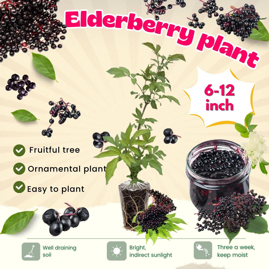 Set 2 American Elderberry Plants Live, 6-12 Inch Tall, American Elderberry Bush, Hardy Elderberries Trees