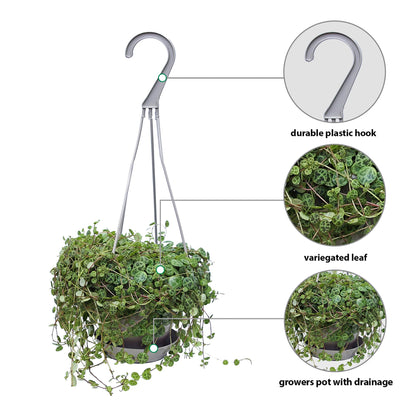Live String of Turtles, Peperomia Prostrata, Jade Necklace, Gardener Gift, Wedding Decor, Housewarming Gift for The First Home, Office Gift, Indoor Plant in 4.5" Hanging Basket
