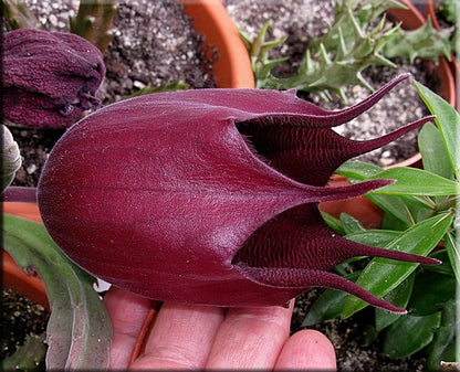 Stapelia Leendertziae 3.5 Inch Potted Plant Well Rooted Starfish Cactus - No Shipping to California Or Arizona!