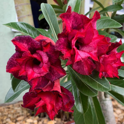 Desert Rose Live Plant, Adenium Desert Rose 4-8'' Tall, Hardy Flowering Succulent for Indoor Outdoor Gardens (Red Flowers)
