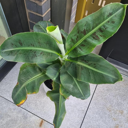 Banana Tree Live Plant, Banana Plant Live, Cold Hardy, Well-Rooted, Sweet Fruit, 4-6 Inches Tall for Outdoor Planting (Dwarf Cavendish Banana)