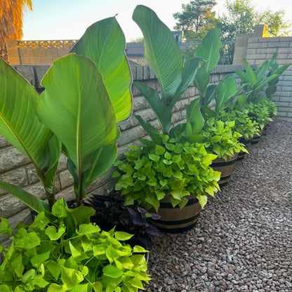 Grande Red Stripe Canna Lily Bulb – Giant Green Leaves with Red Striping, Tropical Privacy Screen, Zones 3–9, 6–8 Ft Tall, Summer Rhizome, 1 Bulb