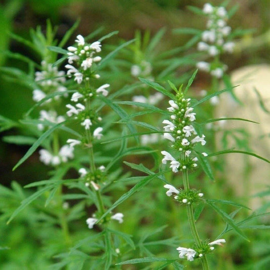 Palm Beach Medicinal Herbs - Chinese Motherwort (Leonuris Artemisia) - Packet of 40 Seeds