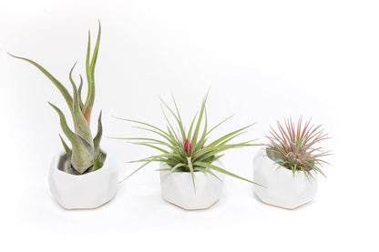 Air Plant Shop Single White Ceramic with Custom Air Plant - Succulents - Live Tillandsia - Easy Care Indoor and Outdoor House Plants (Harrisii)