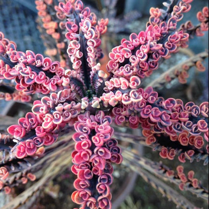 Kalanchoe Pink Butterfly Plant Live, Pink Kalanchoe Plant Live in 2 Inches Pot, Variegated Mother of Thousands Succulent Houseplant