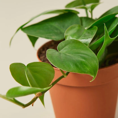Philodendron Cordatum Heartleaf | Live Plant for Indoor & Outdoor | for Living Room, Office, Bathroom | (3" Pot)