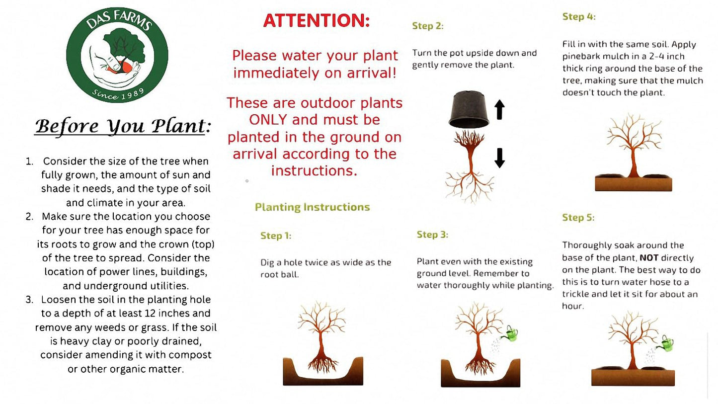 Large American Red Maple Shade Tree - Live Plant Shipped 5 to 6 Feet Tall by DAS Farms