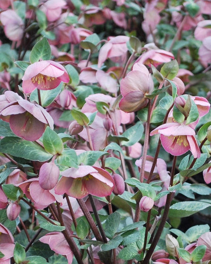 Perennial Farm Marketplace Helleborus Frostkiss® Penny’s Pink (Lenten Rose) Live Perennial, Size-#1 Container, Mauve Pink Late Winter to Spring Flowers with Marbled Evergreen Foliage