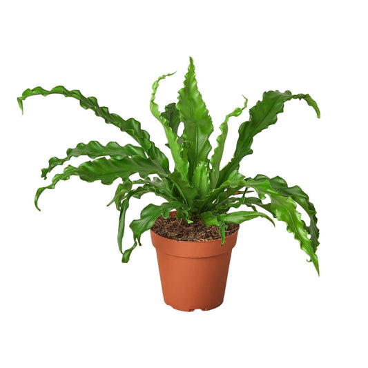 Birds Nest Victoria Fern | Live Plant for Indoor & Outdoor | for Living Room, Office, Bathroom | (6" Pot)