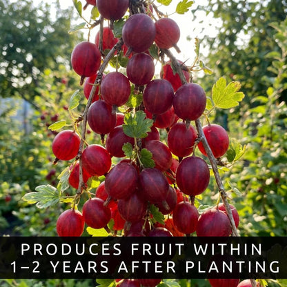 2 Red Gooseberry Bush Live Plants – Edible Fruit Shrubs for Planting, Sweet-Tart Berries, Hardy Outdoor Garden Plants, Cold Tolerant, Backyard Orchard, Full Sun to Partial Shade (2 Plants)