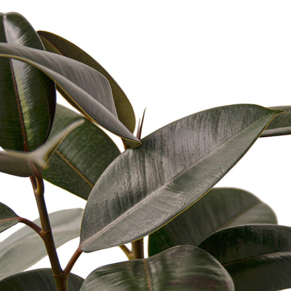 Ficus Elastica 'Burgundy' | Live Plant for Indoor & Outdoor | for Living Room, Office, Bathroom | (6" Pot)