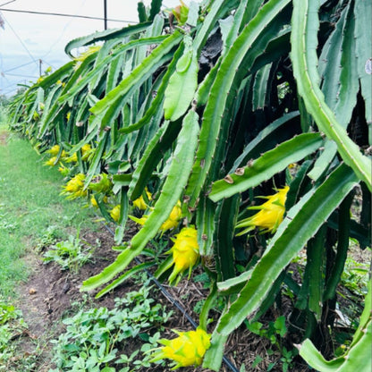 Sweet Yellow Dragon Fruit Plant 1 Gallon, Tropical Dragon Fruit Plant Live for Planting Outdoor Home Gardening