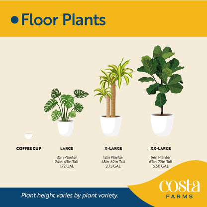 Costa Farms Fiddle Leaf Fig Tree, Ficus Lyrata Live Indoor Floor Houseplant in Decor Planter, Tropical Plant for Home Potted in Soil, Home and Office Decor, Housewarming Gift, 3-4 Feet Tall
