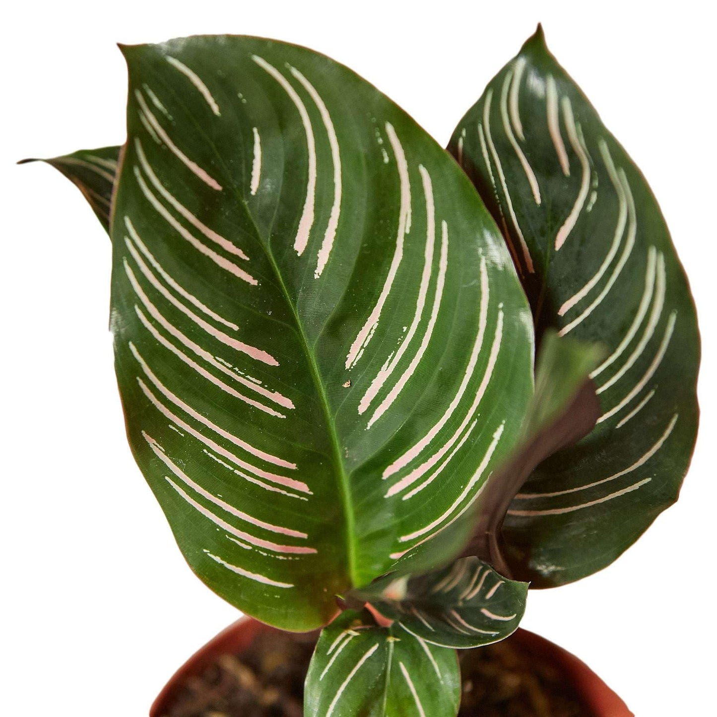 Calathea Ornata Live Plant for Indoor | Different Houseplants in 4'' & 6'' Pot | Real House Plant for Living Room, Office, Desk & Bathroom | Peacock Plant | Zebra Plant