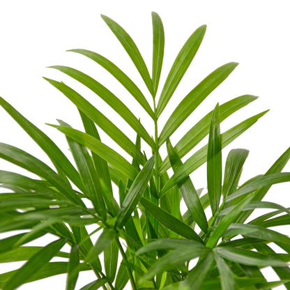 Parlor Palm | Live Plant for Indoor & Outdoor | for Living Room, Office, Bathroom | (6" Pot)
