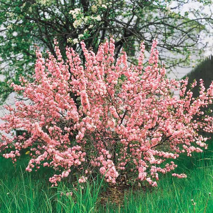 Pink Flowering Almond Trees Live Plants Shrubs Dormant in Pot, Spring Planting, 8 Months Old Flowering Plum Bushes, Ornamental and Fragrant Pink Blossoms