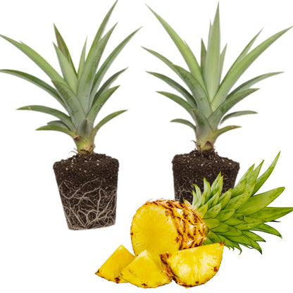 2 Sugarloaf Pineapple Plants, Pineapple Plants Live for Planting, Sweet Pineapple Starters Plant for Home Garden and Containers