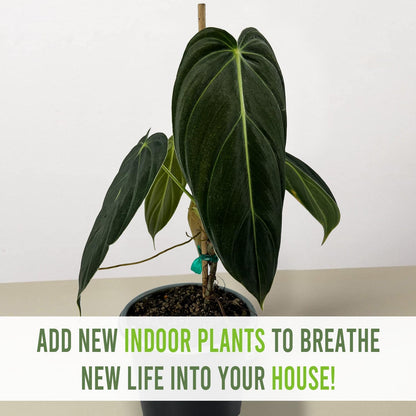LEAL PLANTS ECUADOR Philodendron Melanochrysum|Exotic Indoor Houseplant for Living Room | Live Philodendron Plant |Beautiful Dark Melanochrysum for Home Decor