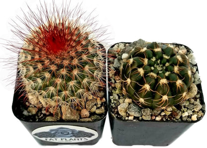 Fatplants Mini Cactus Plants Live Plants (4 Pack), Cactus Plant Indoor Live Plants, Cacti Plants Live Cactus Decor, Succulents Plants Live Houseplants, Mini Cactus Gifts in Cactus Soil Potting Mix