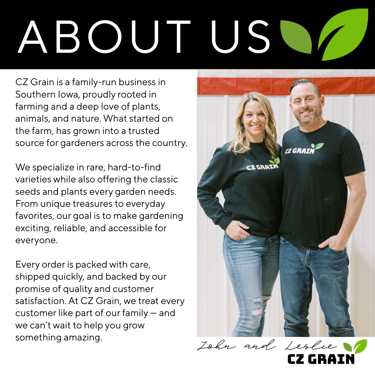 One White Willow Tree - Silver Leafs Shimmer in The Sun - One Cutting to Grow, Beautiful Outdoor Shade or Privacy Trees