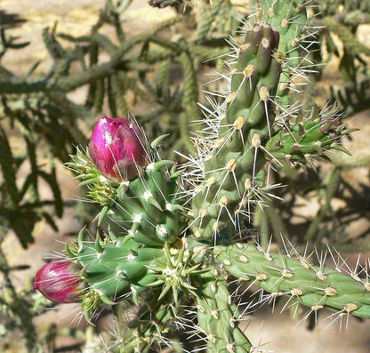 Unrooted Cuttings of Coral Cactus, Boxing Glove Cactus, Cylindropuntia fulgida VAR. mamillata , Cutting About 4" ~ 5" Long Each (2)