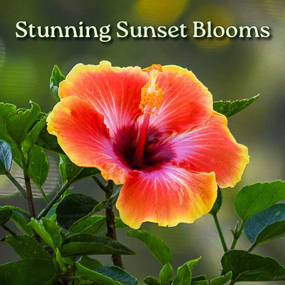 Fiesta Hibiscus Bush - Live Hibiscus Flowering Plant - Tropical Flower Plant - 1 Gallon Planter - Overall Height 10" to 14" - Tropical Plants of Florida