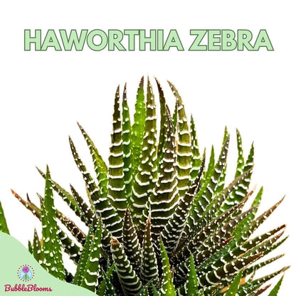 BubbleBlooms Zebra Haworthia, 4 inch Pot Haworthiopsis attenuata