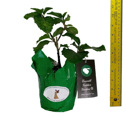 Elephant Ear - Exotic Tropical Hibiscus rosa-sinensis Hybrid - Live Plant - Fancy Double Cream White Pastel Pink Flower - Emerald Goddess Gardens - Starter Sz 4 Inch Pot