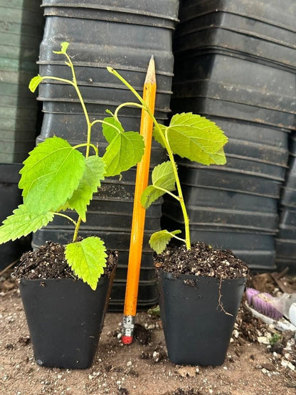 Live Plant - Dwarf Everbearing Mulberry Tree-Starter Plant- Morus nigra Plant Edible Fruit