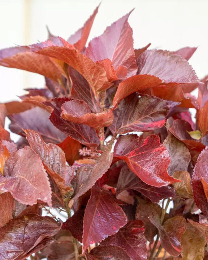 Acalypha Chenille 'Copper Plant' – Pack of 2 Live Starter Plants (4-6 Inches Tall) – Rare Tropical Foliage, Fast-Growing, Container-Friendly, Indoor/Outdoor – Vibrant Year-Round Color